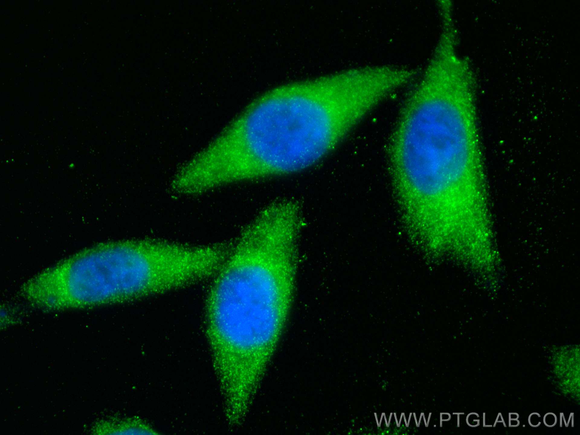 Immunofluorescence (IF) / fluorescent staining of L02 cells using TMUB1 Polyclonal antibody (16638-1-AP)