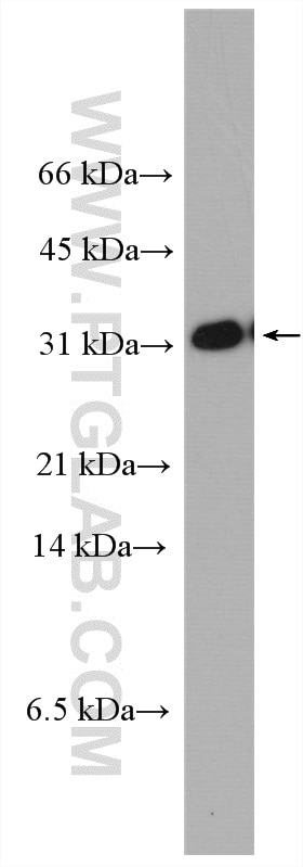 Western Blot (WB) analysis of A549 cells using TMUB2 Polyclonal antibody (28044-1-AP)