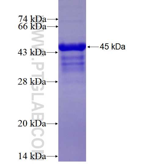 TMUB2 fusion protein Ag27691 SDS-PAGE