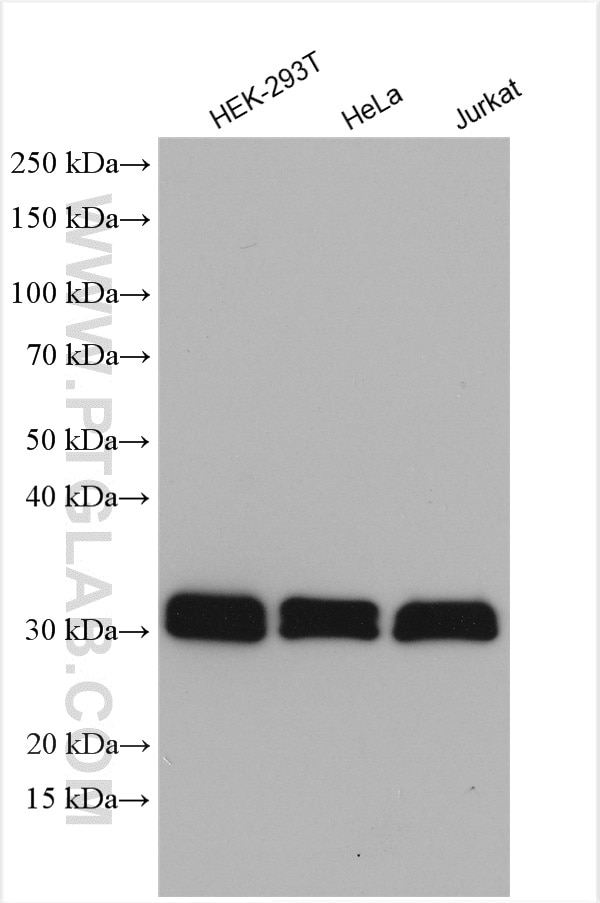 Western Blot (WB) analysis of various lysates using TMX1 Polyclonal antibody (27489-1-AP)