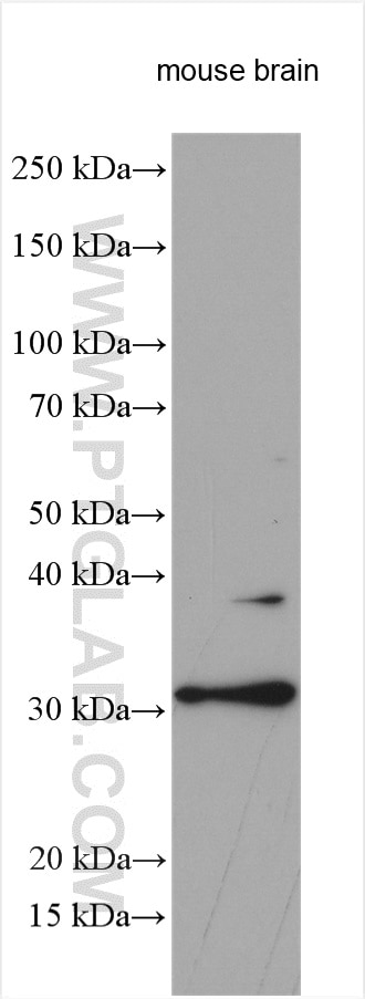 Western Blot (WB) analysis of various lysates using TMX1 Polyclonal antibody (27489-1-AP)
