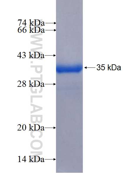 TMX1 fusion protein Ag26595 SDS-PAGE