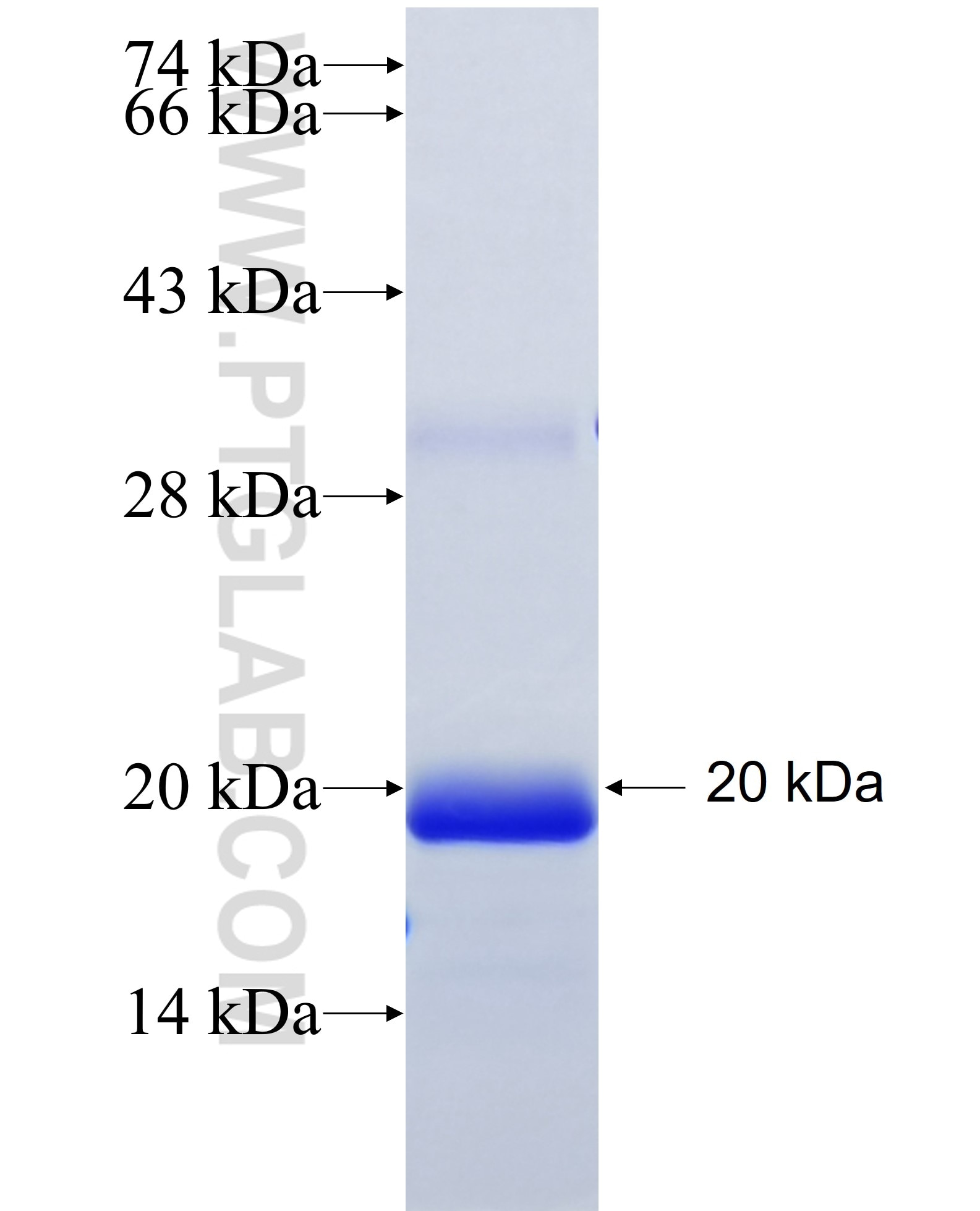 TMX1 fusion protein Ag26656 SDS-PAGE