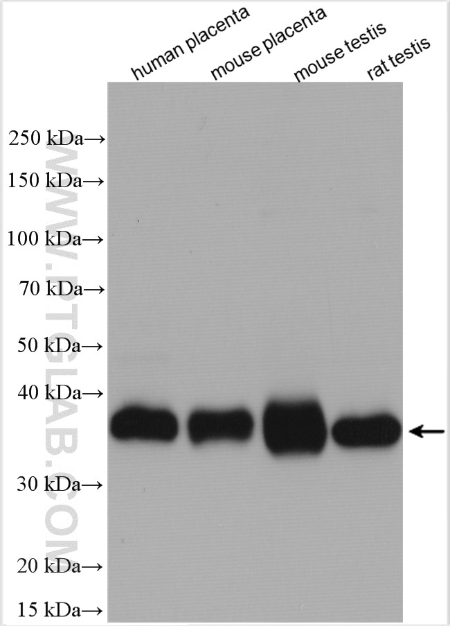 Western Blot (WB) analysis of various lysates using TMX2 Polyclonal antibody (19838-1-AP)