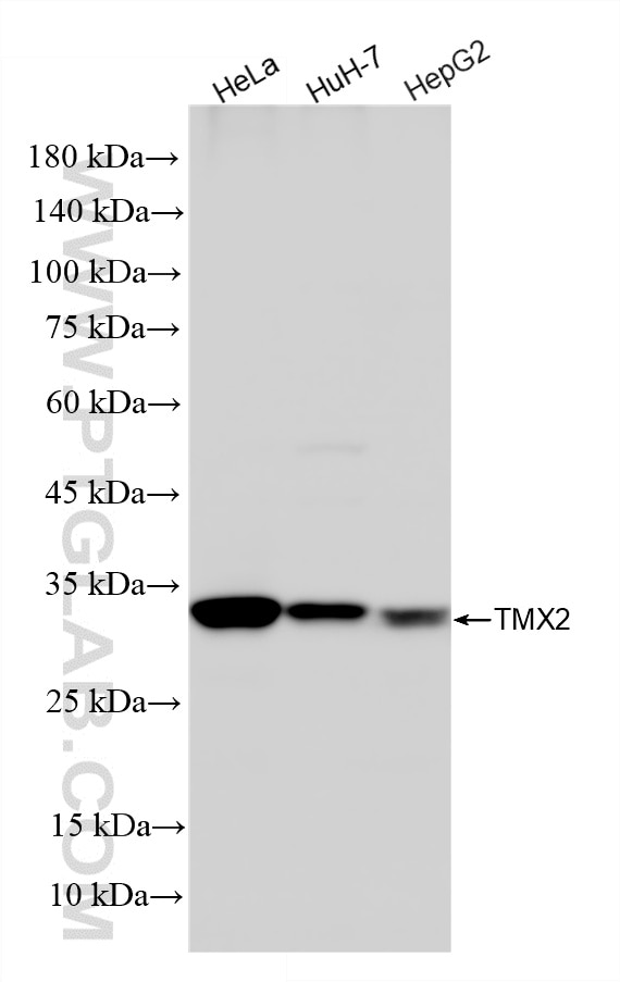 WB analysis using 87183-1-RR (same clone as 87183-1-PBS) Western Blot (WB) analysis of various lysates using TMX2 Recombinant monoclonal antibody (87183-1-RR)