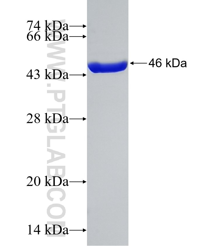 TMX2 fusion protein Ag13828 SDS-PAGE