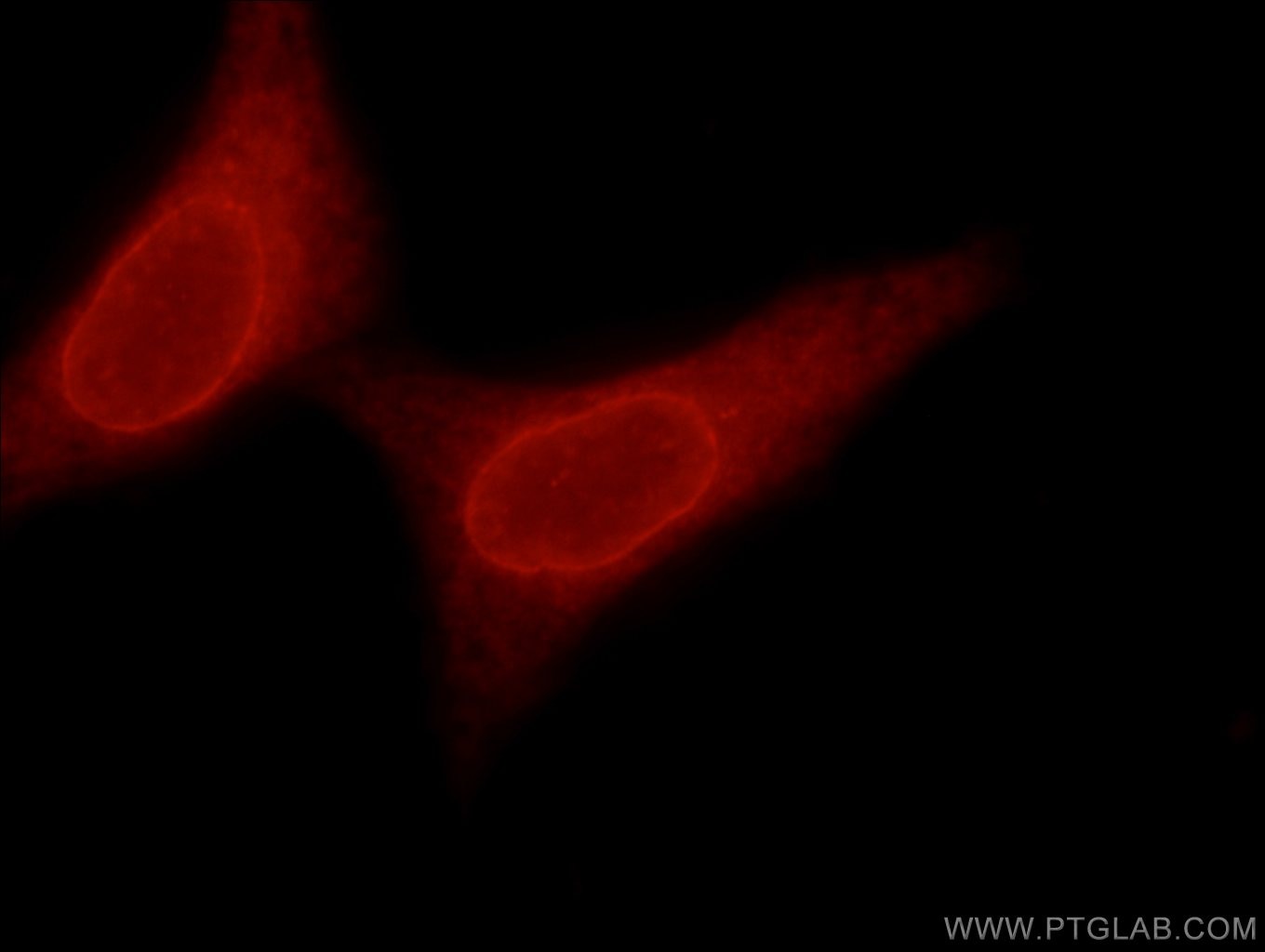 Immunofluorescence (IF) / fluorescent staining of HepG2 cells using TMX4 Polyclonal antibody (21348-1-AP)