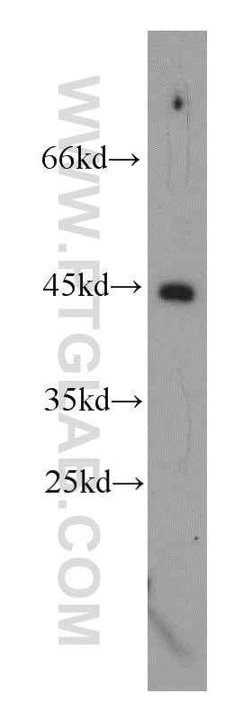 Western Blot (WB) analysis of mouse brain tissue using TMX4 Polyclonal antibody (21348-1-AP)