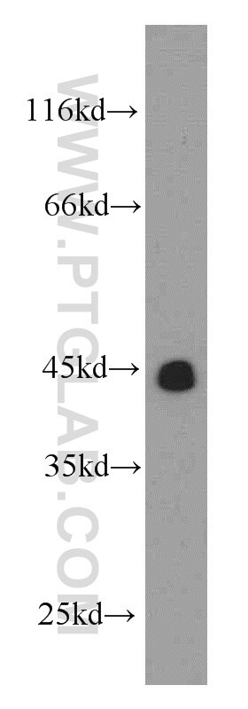 WB analysis of L02 using 21348-1-AP