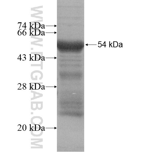 TMX4 fusion protein Ag15696 SDS-PAGE