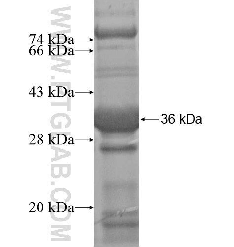 TMX4 fusion protein Ag15712 SDS-PAGE