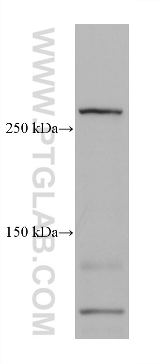 WB analysis of HEK-293 using 67710-1-Ig