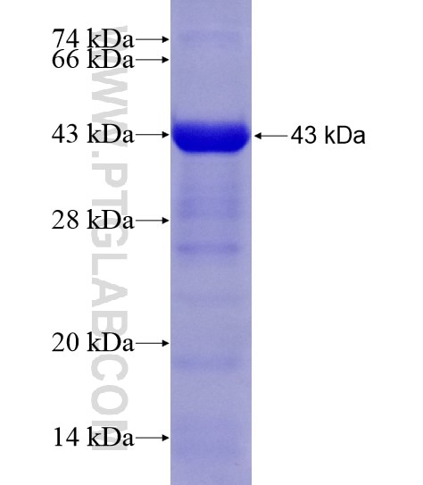 TNC fusion protein Ag21412 SDS-PAGE