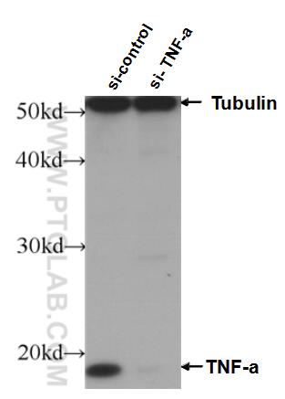 Western Blot (WB) analysis of HeLa cells using TNF Alpha Monoclonal antibody (60291-1-Ig)