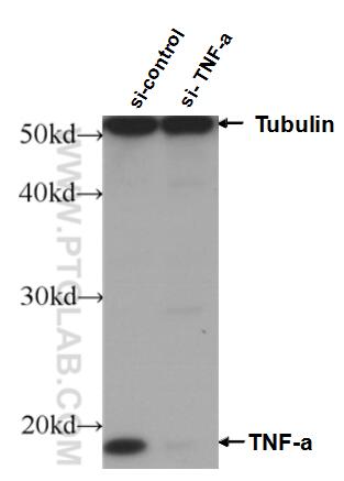 WB analysis of HeLa using 60291-1-Ig