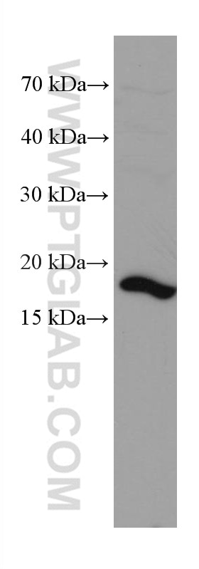 Western Blot (WB) analysis of HeLa cells using TNF Alpha Monoclonal antibody (60291-1-Ig)