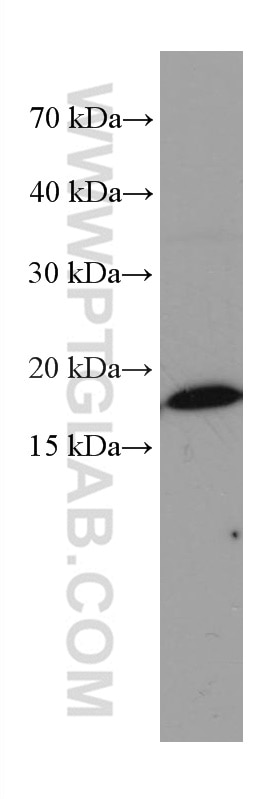 Western Blot (WB) analysis of HL-60 cells using TNF Alpha Monoclonal antibody (60291-1-Ig)