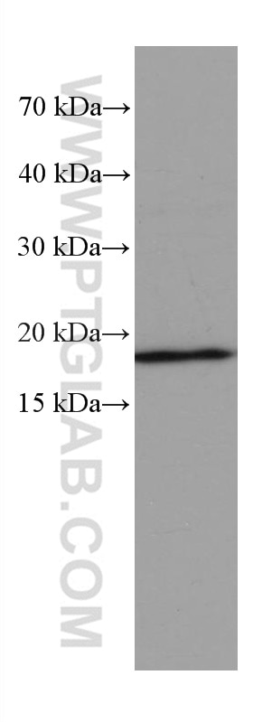 Western Blot (WB) analysis of U-937 cells using TNF Alpha Monoclonal antibody (60291-1-Ig)