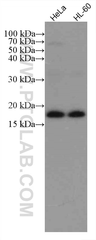 Western Blot (WB) analysis of various lysates using TNF Alpha Monoclonal antibody (60291-1-Ig)