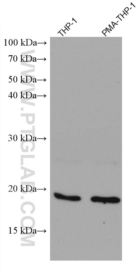 Western Blot (WB) analysis of various lysates using TNF Alpha Monoclonal antibody (60291-1-Ig)