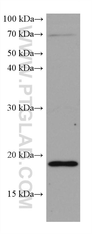 Western Blot (WB) analysis of HeLa cells using TNF Alpha Monoclonal antibody (60291-1-Ig)