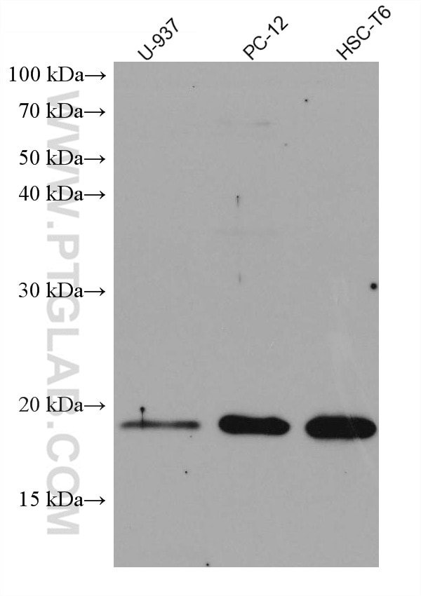 Western Blot (WB) analysis of various lysates using TNF Alpha Monoclonal antibody (60291-1-Ig)