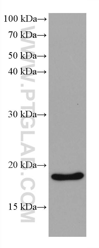 Western Blot (WB) analysis of 4T1 cells using TNF Alpha Monoclonal antibody (60291-1-Ig)
