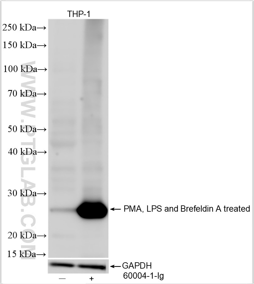 Western Blot (WB) analysis of various lysates using TNF Alpha Monoclonal antibody (60291-1-Ig)