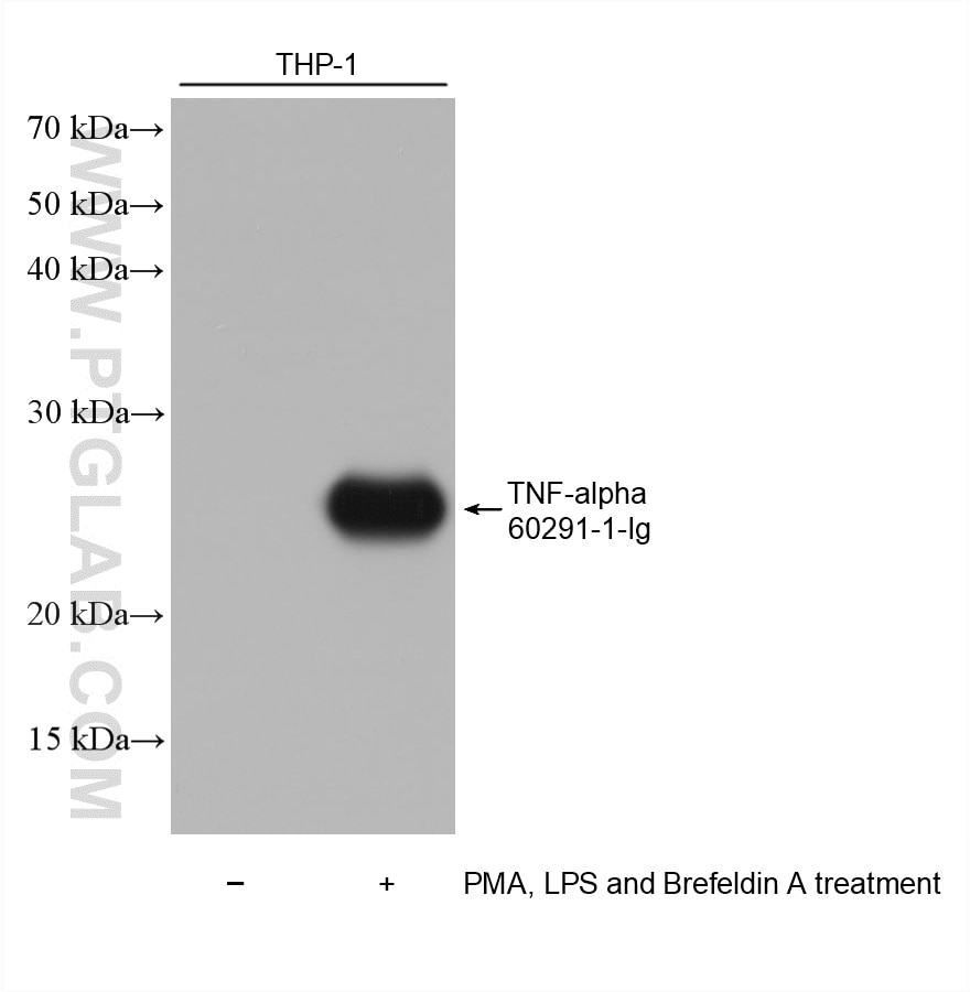 PMA, LPS and Brefeldin A treated THP-1 cells were subjected to SDS PAGE followed by western blot with 60291-1-Ig (TNF-alpha antibody) at dilution of 1:10000 incubated at room temperature for 1.5 hours. Western Blot (WB) analysis of various lysates using TNF-alpha Monoclonal antibody (60291-1-Ig)
