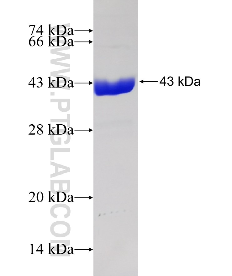 TNF-a fusion protein Ag24020 SDS-PAGE