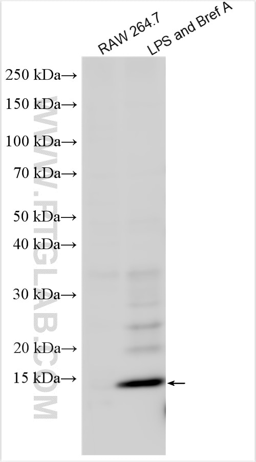 Western Blot (WB) analysis of various lysates using TNF-alpha Polyclonal antibody (26162-1-AP)
