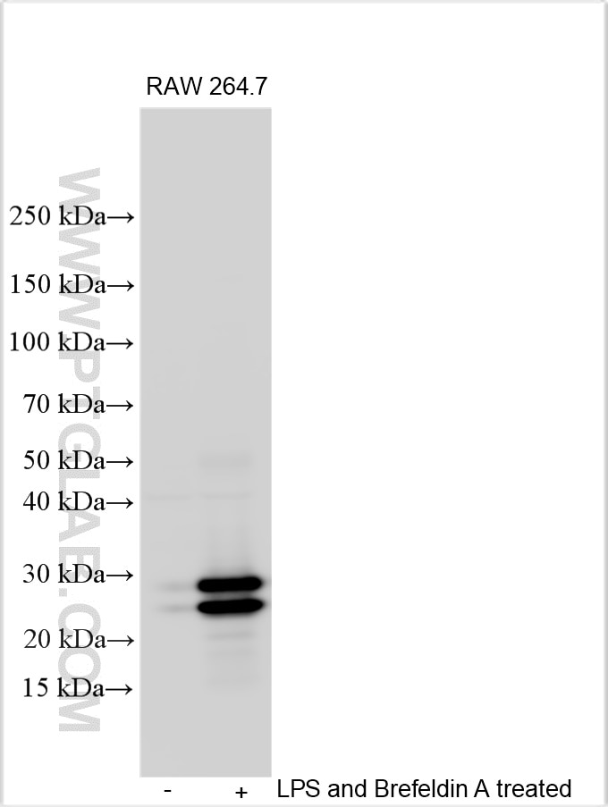 Western Blot (WB) analysis of various lysates using TNF-alpha Polyclonal antibody (26162-1-AP)