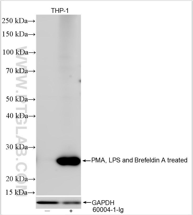 Western Blot (WB) analysis of various lysates using TNF Alpha Polyclonal antibody (26405-1-AP)