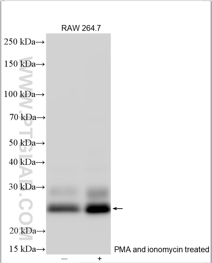Western Blot (WB) analysis of various lysates using TNF-alpha Polyclonal antibody (29652-1-AP)