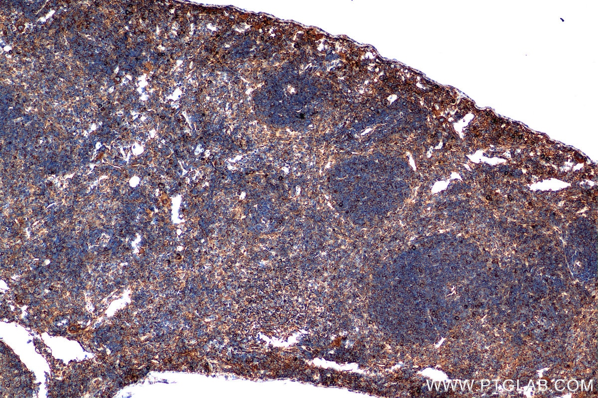 Immunohistochemical analysis of paraffin-embedded mouse spleen tissue slide using 80260-2-RR (Tnfa antibody) at dilution of 1:2000 (under 10x lens). This data was developed using the same antibody clone with 80260-2-PBS in a different storage buffer formulation. Immunohistochemistry (IHC) staining of mouse spleen tissue using TNF-alpha Recombinant monoclonal antibody (80260-2-RR)