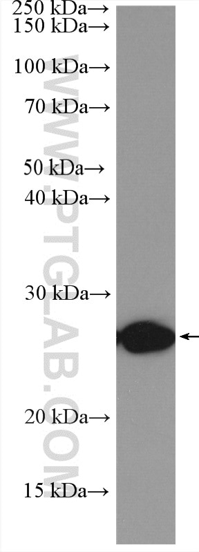 Western Blot (WB) analysis of RAW 264.7 cells using TNF Alpha Polyclonal antibody (17590-1-AP)