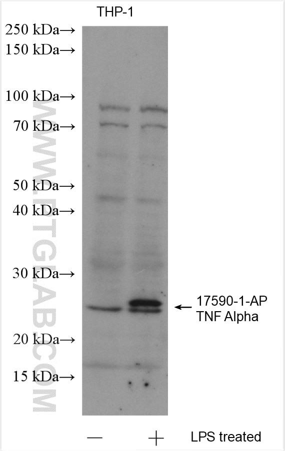 Western Blot (WB) analysis of various lysates using TNF Alpha Polyclonal antibody (17590-1-AP)