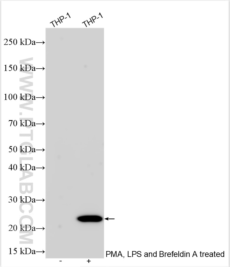 Western Blot (WB) analysis of various lysates using TNF-alpha Polyclonal antibody (17590-1-AP)