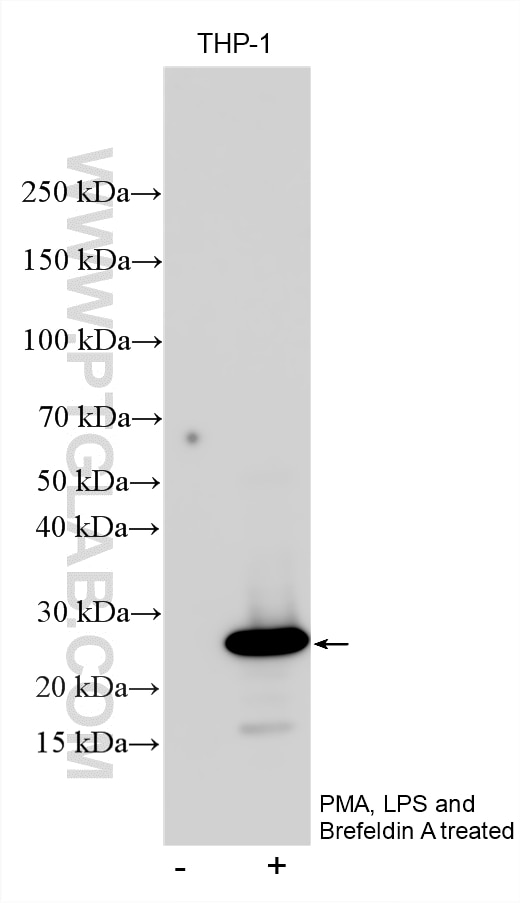 Western Blot (WB) analysis of various lysates using TNF-alpha Polyclonal antibody (17590-1-AP)
