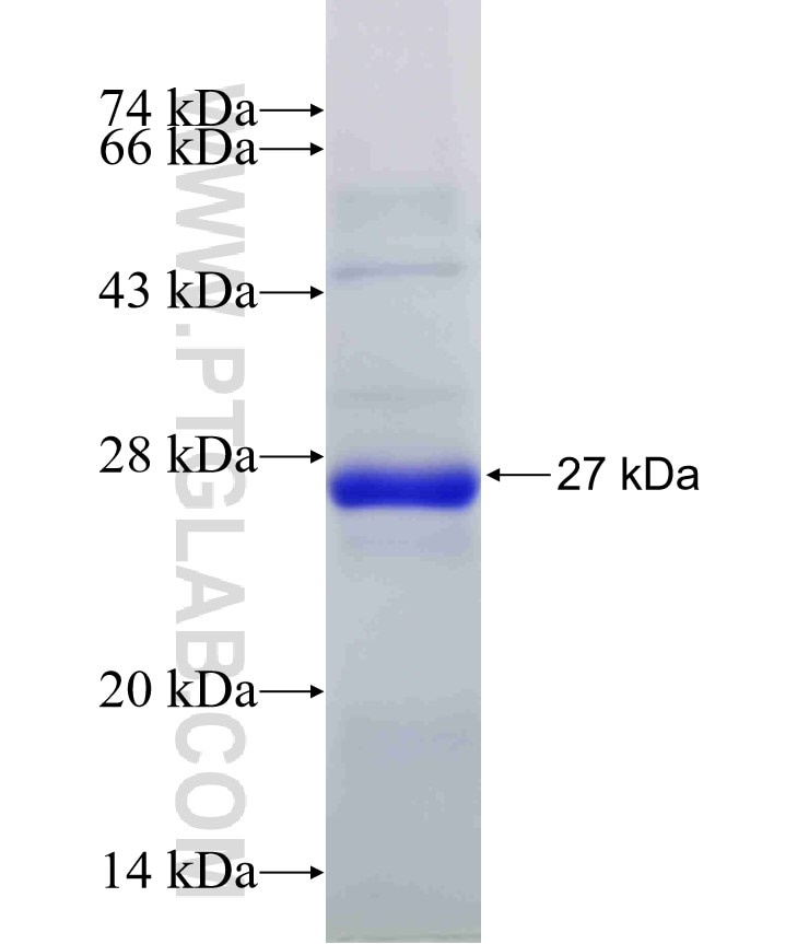 TNF-a fusion protein Ag11413 SDS-PAGE