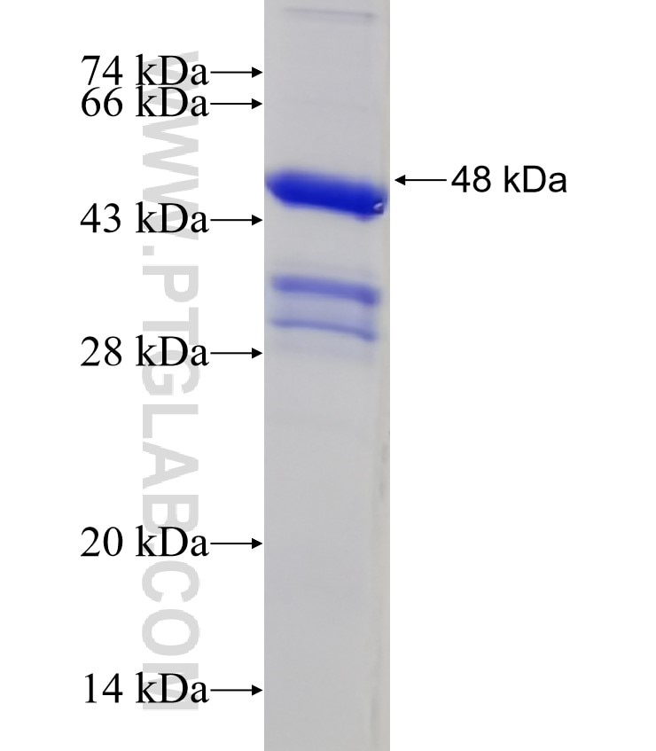 TNF-a fusion protein Ag11433 SDS-PAGE