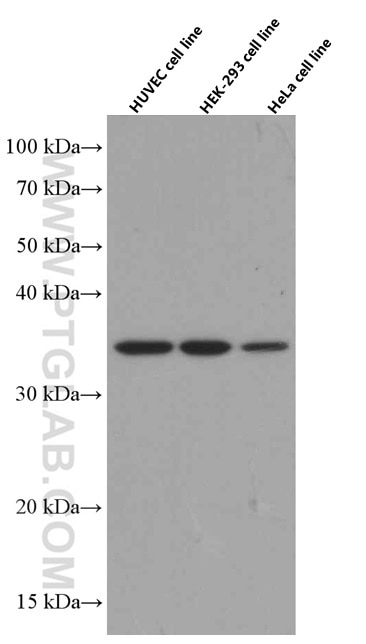 Western Blot (WB) analysis of HUVEC cells using TNFAIP1 Monoclonal antibody (60327-1-Ig)
