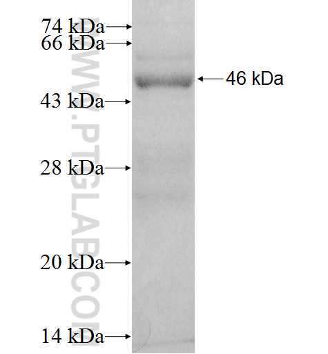TNFAIP1 fusion protein Ag0132 SDS-PAGE