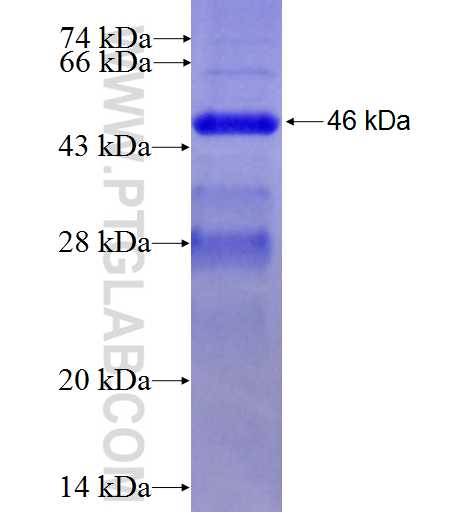 TNFAIP1 fusion protein Ag0220 SDS-PAGE