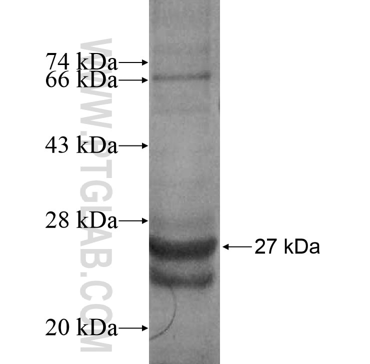 TNFAIP1 fusion protein Ag7873 SDS-PAGE