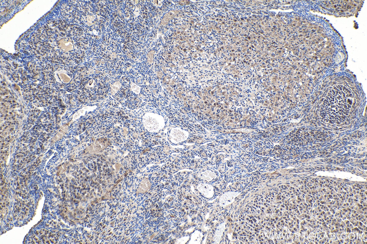 IHC staining of rat ovary using 66695-1-Ig