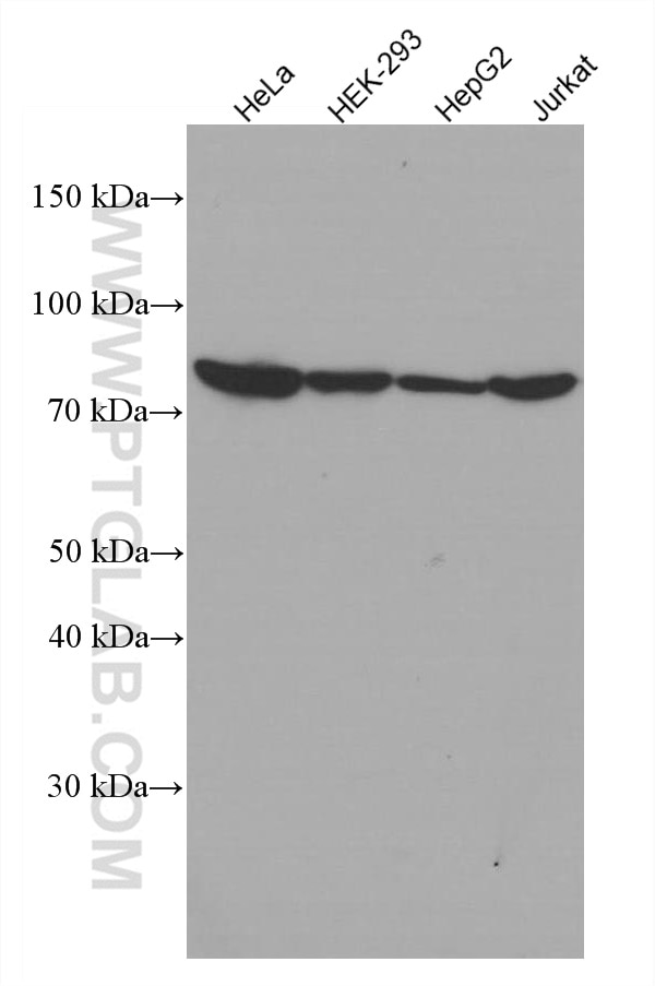 Western Blot (WB) analysis of various lysates using TNFAIP3 Monoclonal antibody (66695-1-Ig)