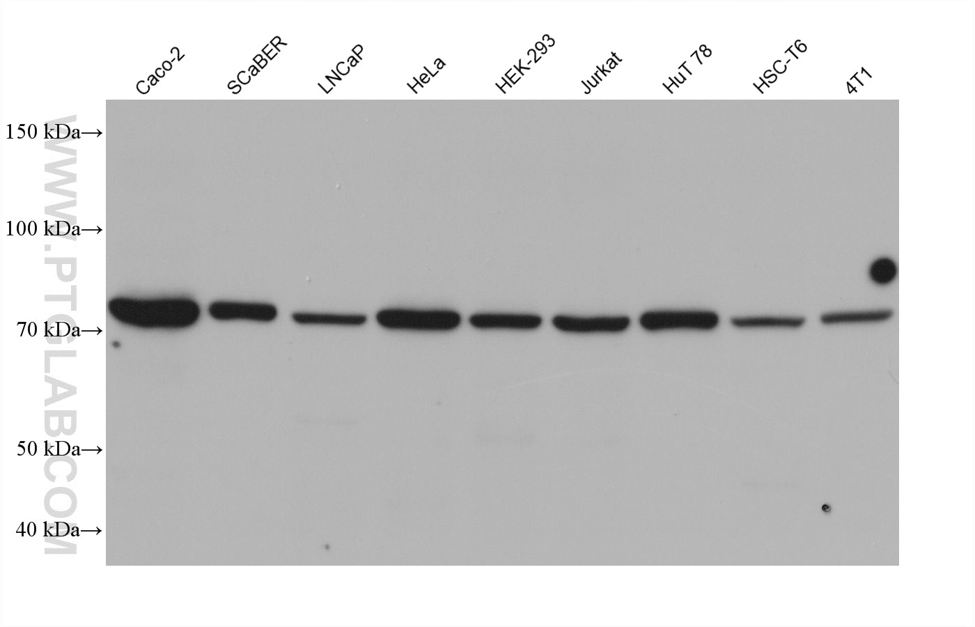 Western Blot (WB) analysis of various lysates using TNFAIP3 Monoclonal antibody (66695-1-Ig)
