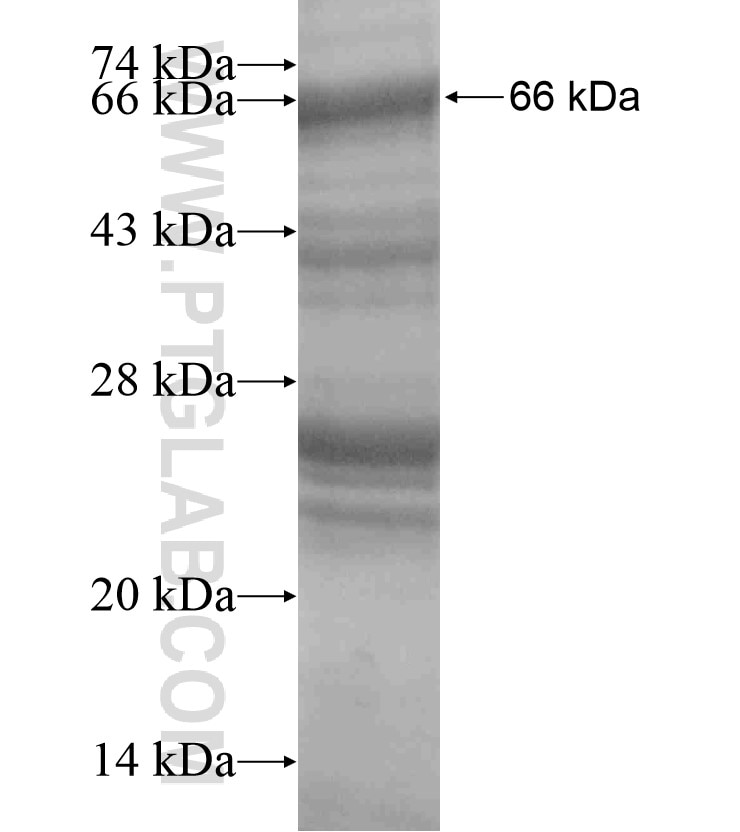 TNFAIP3 fusion protein Ag18466 SDS-PAGE