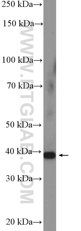 Western Blot (WB) analysis of NIH/3T3 cells using TSG-6 Polyclonal antibody (13321-1-AP)
